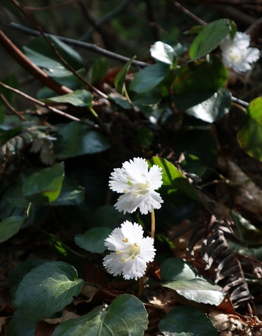 二王子岳で初体験_a0309917_06343727.jpg