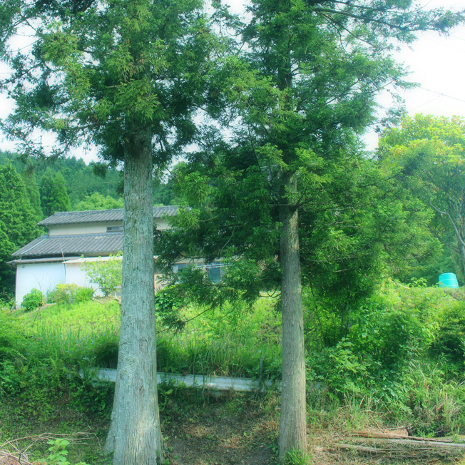 a0329820_14332480.jpg