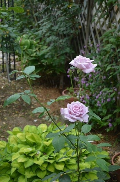 d0096422_18104269.jpg
