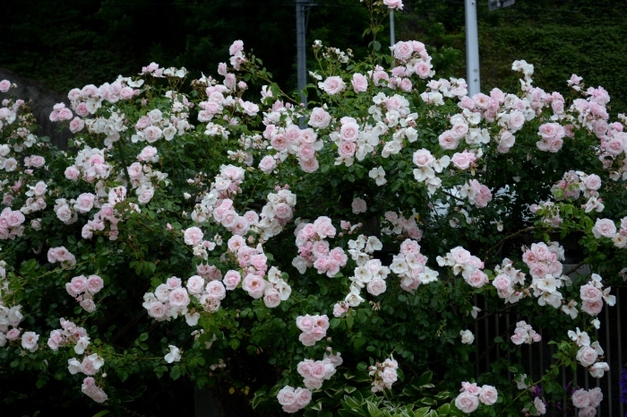 d0096422_18185884.jpg