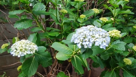 「庭の花を撮る」紫陽花など_b0089323_15424200.jpg