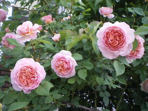 e0128024_09223488.jpg