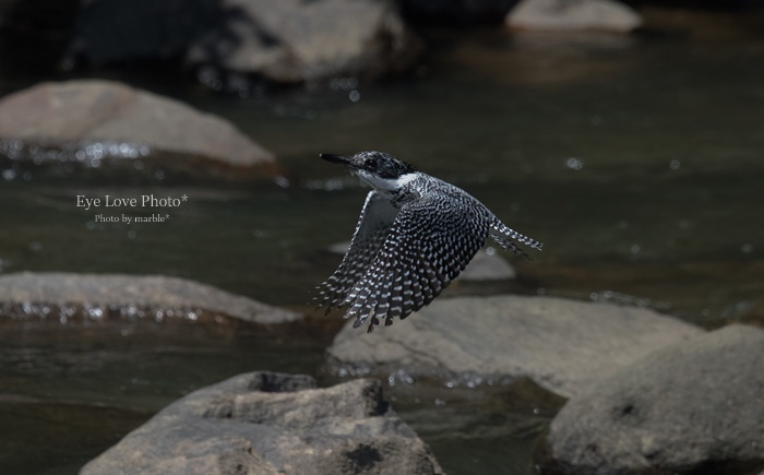 憧れの鳥～ヤマセミ～_f0353524_21431820.jpg