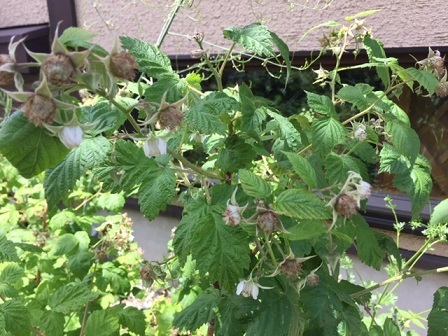 a0272241_15085311.jpeg