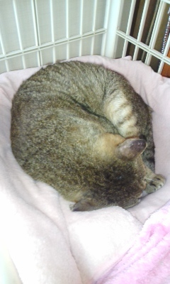 今日はネコブログの日！_b0145843_22012328.jpg