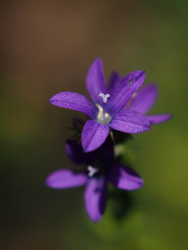 野の花　キキョウソウ　☆_d0146247_14005325.jpg