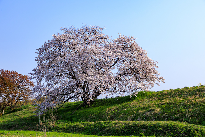 桜咲く奈良2019　幾坂池の一本桜_f0155048_21274191.jpg