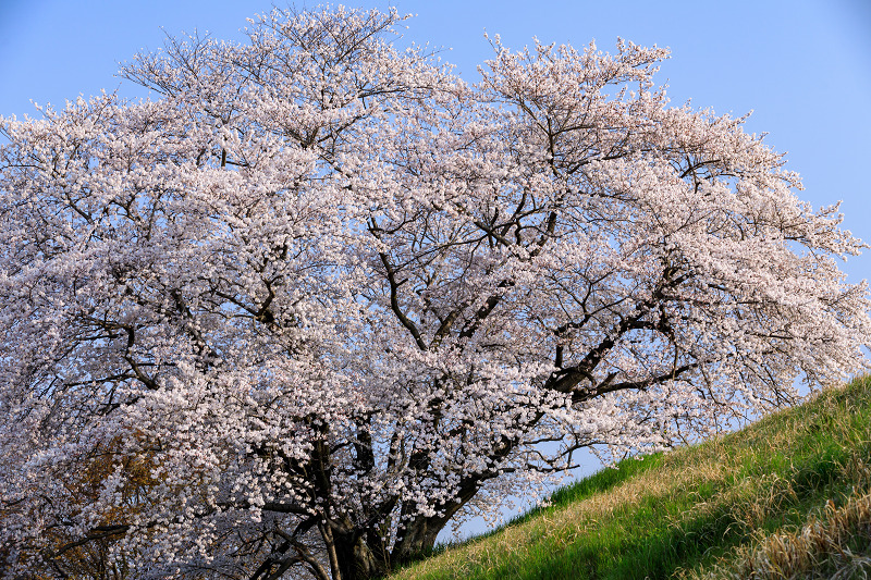 桜咲く奈良2019　幾坂池の一本桜_f0155048_21284549.jpg