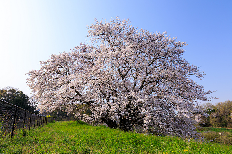 桜咲く奈良2019　幾坂池の一本桜_f0155048_2147343.jpg