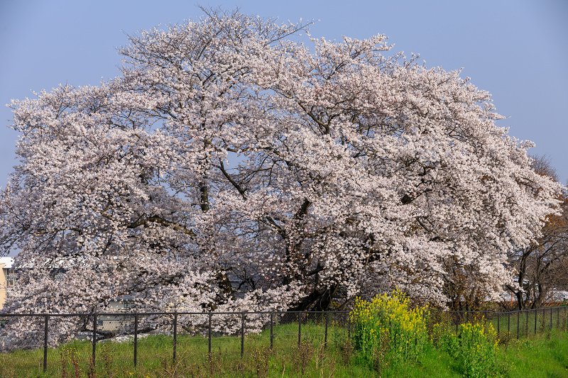 桜咲く奈良2019　幾坂池の一本桜_f0155048_21475711.jpg