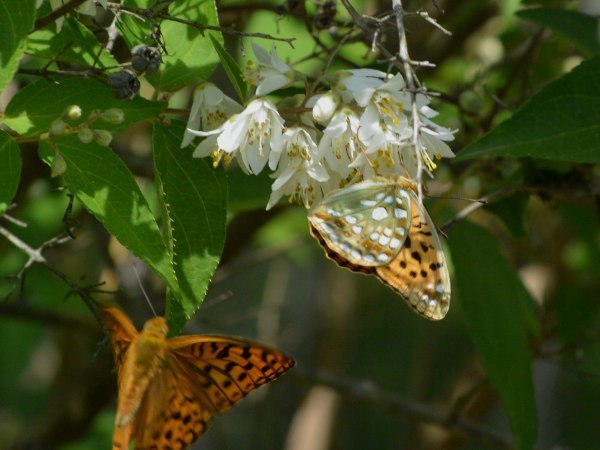 c0045352_17412301.jpg
