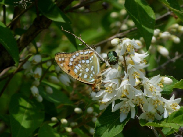 c0045352_17412345.jpg
