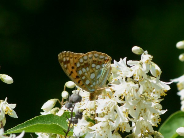 c0045352_17412399.jpg
