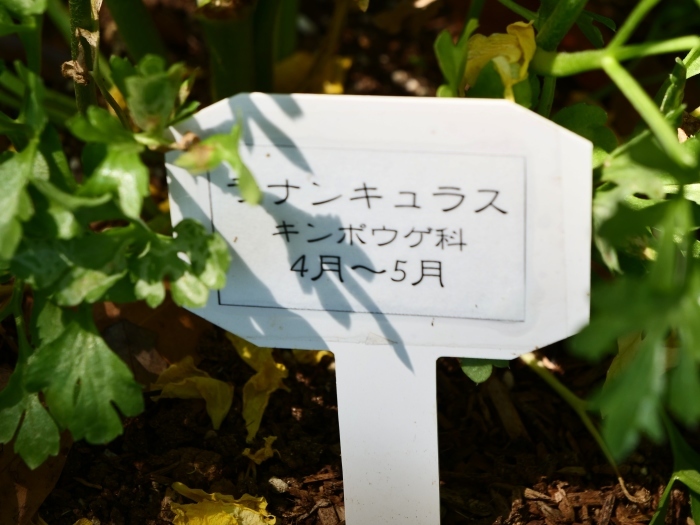 　　和歌山県植物公園緑花センター　　２０１９-０６-０１　００：００ 　　_b0093754_17341732.jpg