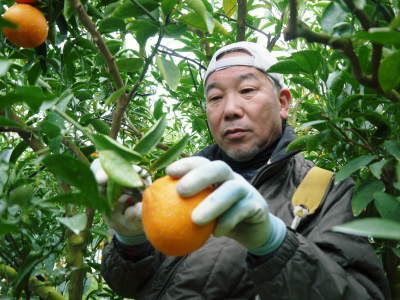 究極の柑橘「せとか」 今年も元気な花が咲きました!収穫は2月 究極の柑橘「せとか」 今年も元気な花が咲きました!収穫は2月