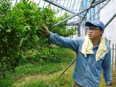 究極の柑橘「せとか」 今年も元気な花が咲きました!収穫は2月上旬!惜しまぬ手間ひまと匠の技で育てます_a0254656_17303096.jpg