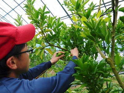 究極の柑橘「せとか」 今年も元気な花が咲きました!収穫は2月上旬!惜しまぬ手間ひまと匠の技で育てます_a0254656_18021891.jpg