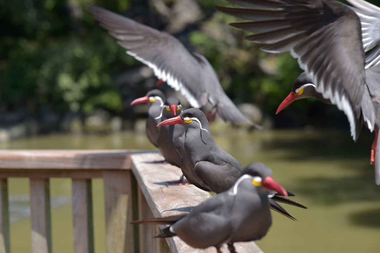 インカアジサシ 動物園へ行こう インカアジサシ 動物園へ行こう