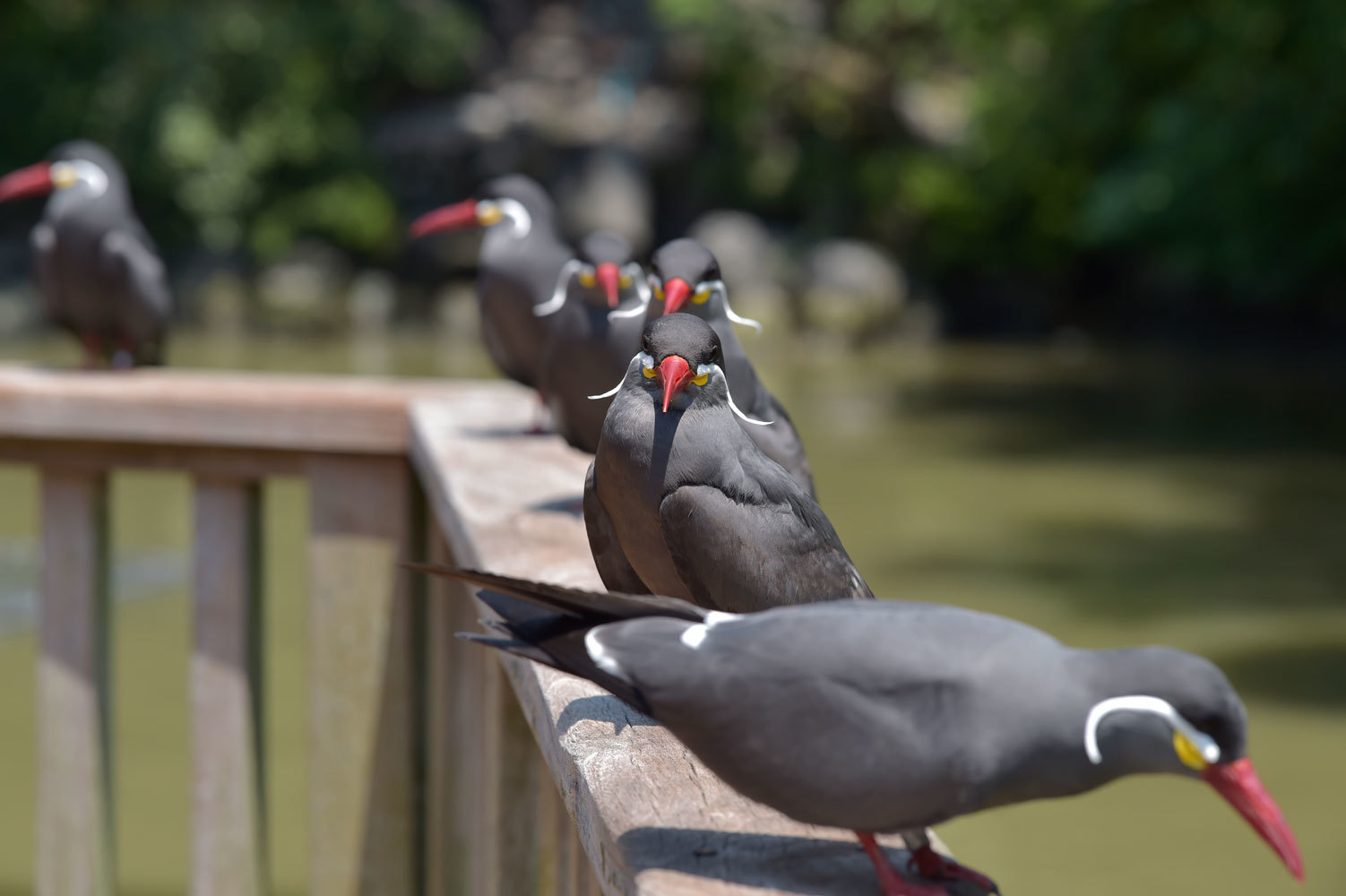 インカアジサシ 動物園へ行こう インカアジサシ 動物園へ行こう