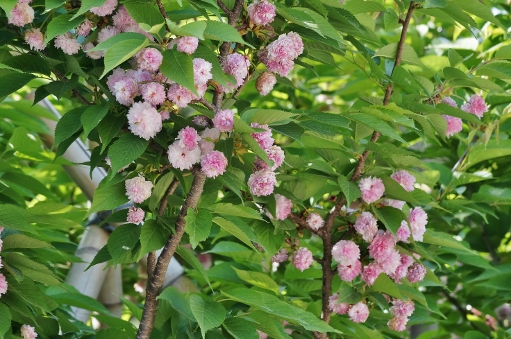 金沢旅行 5 兼六園の菊桜 たんぶーらんの戯言 金沢旅行 5 兼六園の菊桜 たんぶーらんの戯言