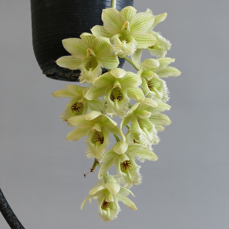 原種タケノコ蘭 Clowesia russelliana クロウェシア