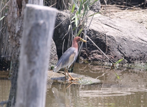下の池に珍鳥２羽見られました・・・★先週末の鳥類園（2019.5.25～5.29）_e0046474_19574739.jpg