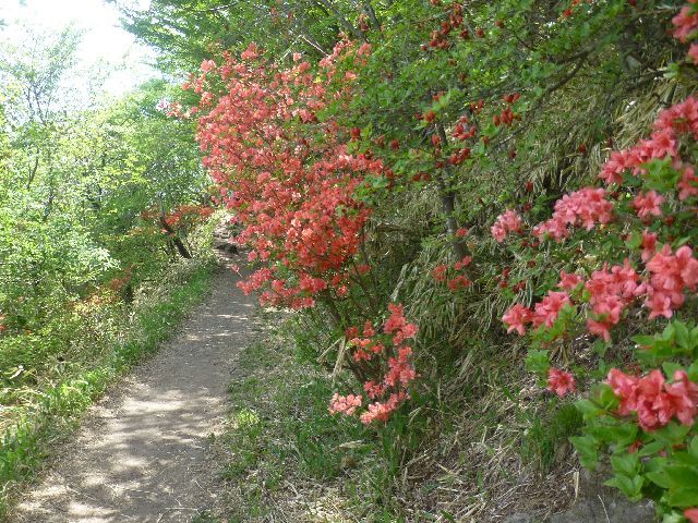 赤城・鍋割山（1532ｍ）・5月27日_d0351575_15311344.jpg