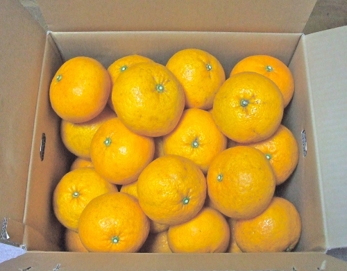 あまなつのピール candied Amanatu peel_b0188878_13024673.jpg