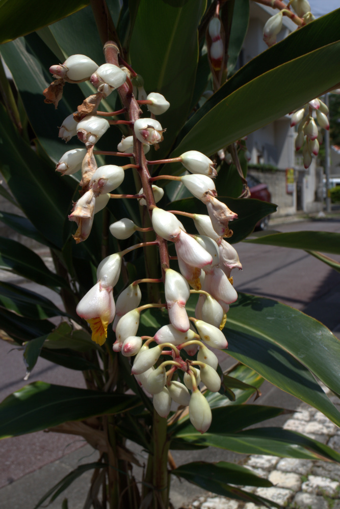 うりずんの風の中で 月桃の花咲く頃 京都ときどき沖縄ところにより気まぐれ うりずんの風の中で 月桃の花咲く頃 京都ときどき沖縄ところにより気まぐれ