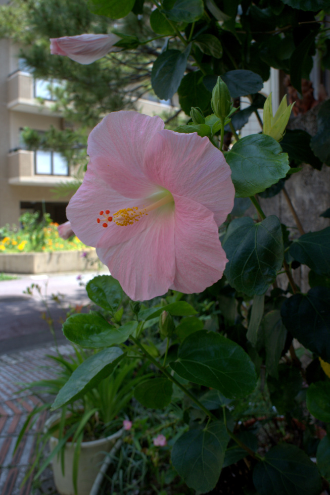 うりずんの風の中で 月桃の花咲く頃 京都ときどき沖縄ところにより気まぐれ うりずんの風の中で 月桃の花咲く頃 京都ときどき沖縄ところにより気まぐれ