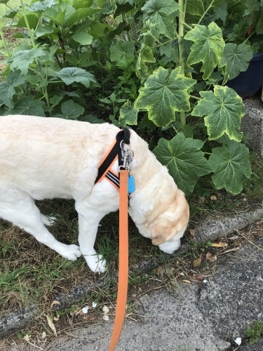 f0315081_22083560.jpeg