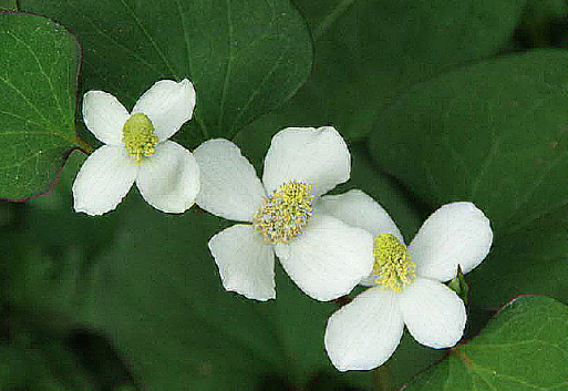 c0076682_17075381.png
