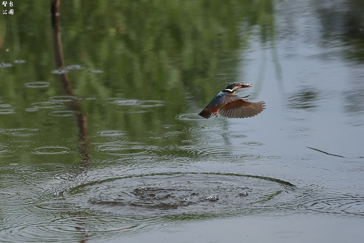 MyFieldのカワセミ_c0352582_21475439.jpg