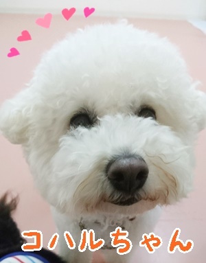 今日も楽しく!_f0357682_12443774.jpg