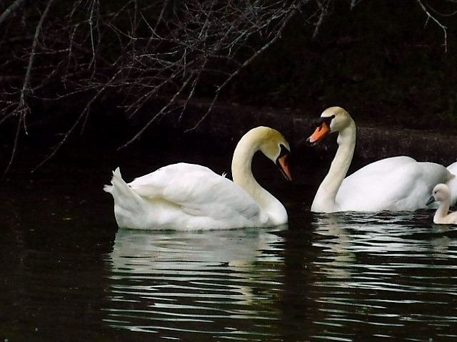 c0084183_1155611.jpg