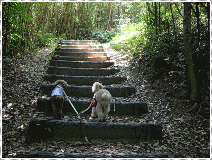 近いようで遠い?関崎灯台、さくらと大が一緒だったから頑張って歩けたかもね。_b0175688_22243508.gif