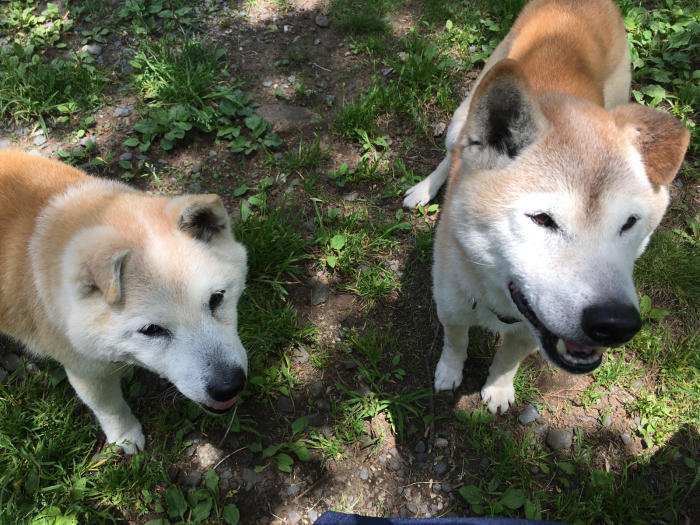 ハイジの里  2019年5月27日(月)_c0123890_04392062.jpg