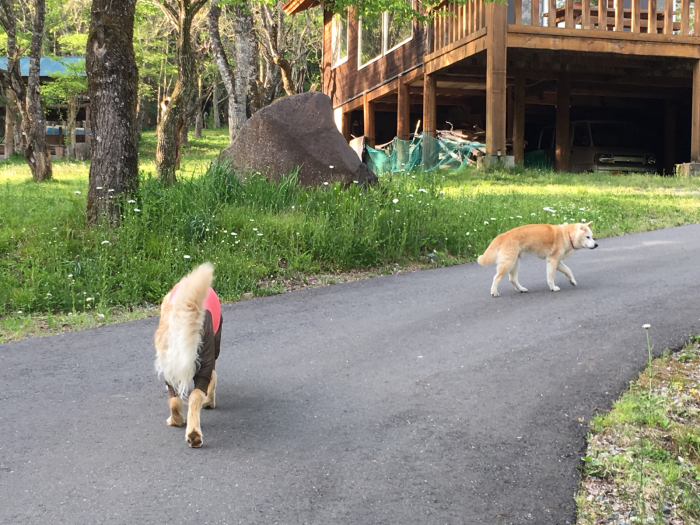 ハイジの里  2019年5月27日(月)_c0123890_04445203.jpg