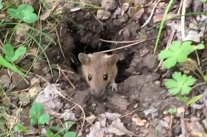 ハイジの里  2019年5月28日(火)_c0123890_04561240.jpg