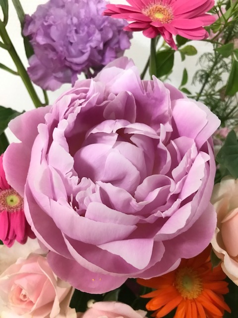 ノーブルピオニー_f0204295_11413837.jpg