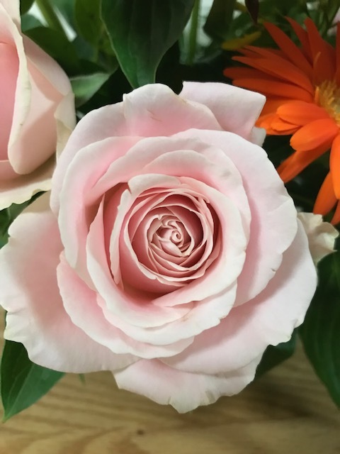 ノーブルピオニー_f0204295_11415486.jpg