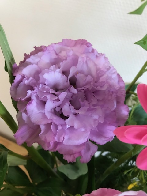 ノーブルピオニー_f0204295_11471020.jpg