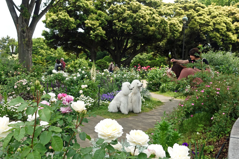 横浜の薔薇_e0277800_14010033.jpg