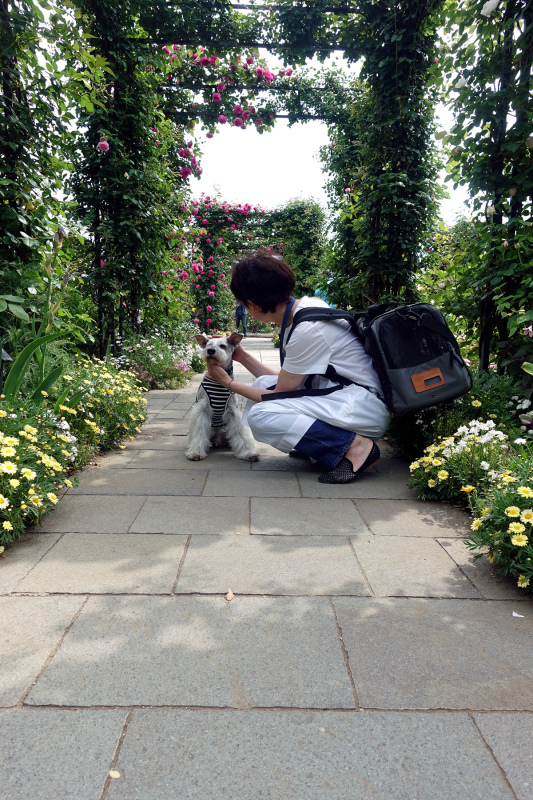 横浜の薔薇_e0277800_14131034.jpg