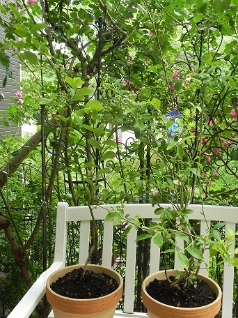 c0152002_21282922.jpg