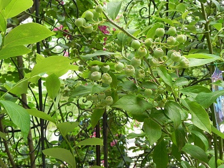 c0152002_21290055.jpg