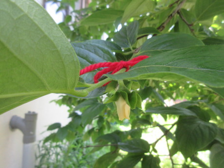 a0203003_21563620.jpg