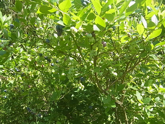 b0317003_07214778.jpg