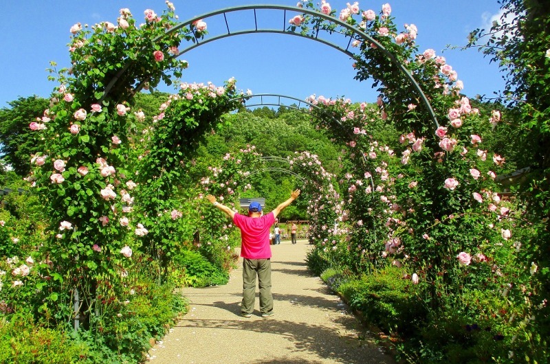 越後丘陵公園イングリッシュガーデンばら満開_b0163804_14053889.jpg