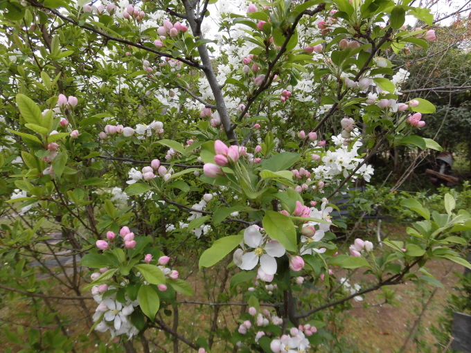 c0156104_22081867.jpg